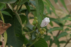 Ipomoea campanulata