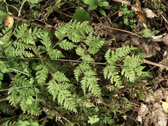 Pteris macilenta