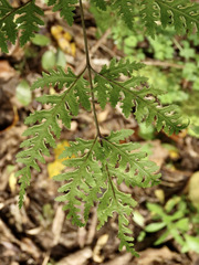 Pteris macilenta
