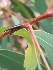 Rhinotia