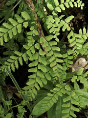 Adiantum cunninghamii