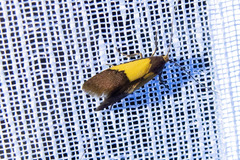 Heteroteucha dichroella