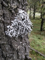 Pseudevernia furfuracea