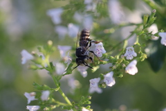 Coelioxys rufitarsis