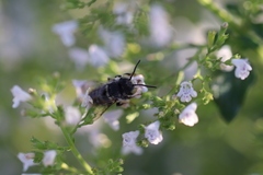 Coelioxys rufitarsis