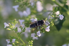 Coelioxys rufitarsis