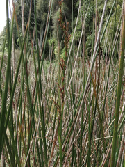 Machaerina articulata