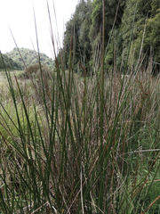 Machaerina articulata