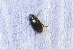 Hydrophilus