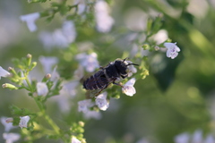 Coelioxys rufitarsis