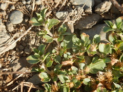 Alternanthera pungens