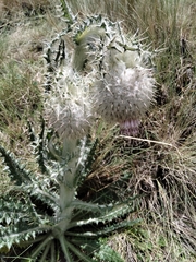 Cirsium nivale