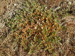 Alternanthera pungens