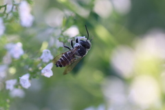 Coelioxys rufitarsis