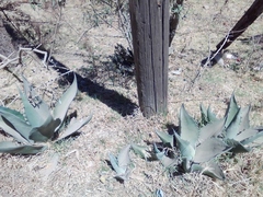 Agave salmiana crassispina