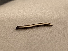 Spirobolellus immigrans