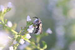 Coelioxys rufitarsis