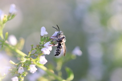 Coelioxys rufitarsis