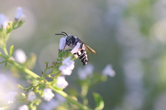 Coelioxys rufitarsis