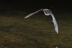Myotis