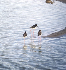 Himantopus mexicanus knudseni