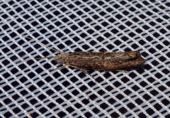 Ypsolopha horridella