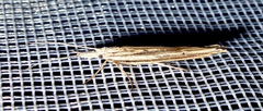 Ypsolopha mucronella