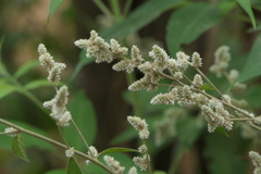 Ouret sanguinolenta