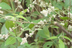 Ouret sanguinolenta