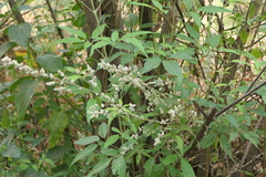 Ouret sanguinolenta
