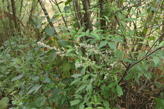 Ouret sanguinolenta