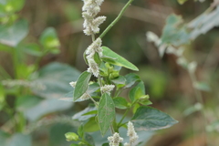 Ouret sanguinolenta