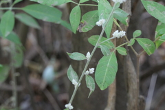 Ouret sanguinolenta