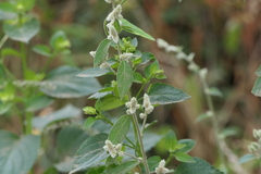 Ouret sanguinolenta