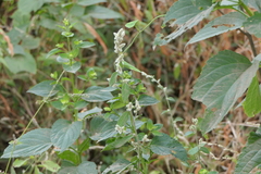 Ouret sanguinolenta