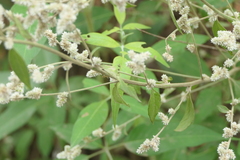 Ouret sanguinolenta
