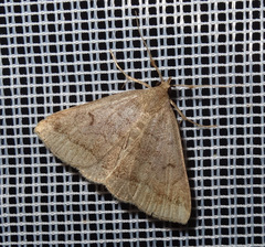 Zanclognatha lunalis