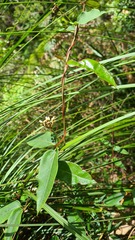 Parsonsia straminea