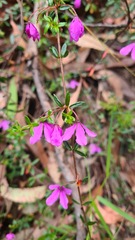 Tetratheca thymifolia