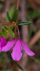 Tetratheca thymifolia