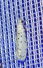Yponomeuta cagnagella
