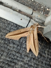 Theretra silhetensis