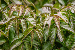 Dolichandrone spathacea