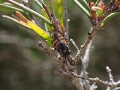 Stomorhina discolor