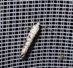 Yponomeuta irrorellus