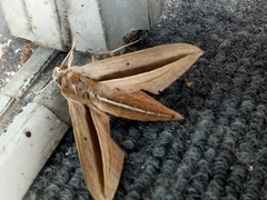 Theretra silhetensis