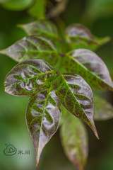 Dolichandrone spathacea