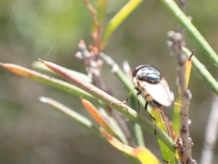 Stomorhina discolor