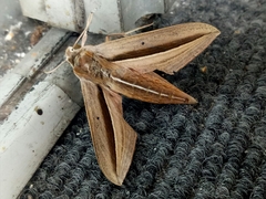 Theretra silhetensis