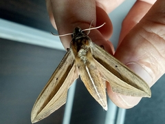 Theretra silhetensis